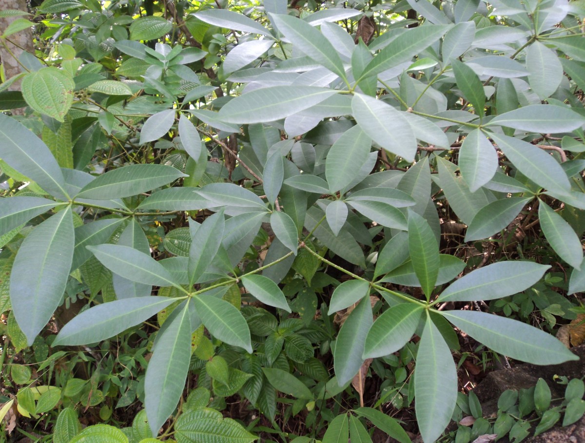 Alstonia scholaris (L.) R.Br.